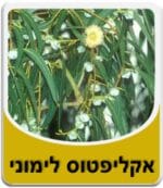 שמן אקליפטוס לימוני - Lemon Eucalyptus Essential Oil