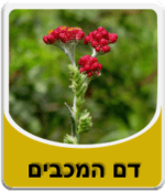 שמן דם המכבים - Helichrysum / Immortelle