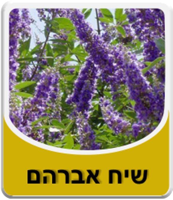 שיח אברהם זרעים 50 גרם – משלוחים לכל הארץ