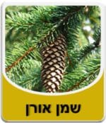 שמן אורן - Pine Essential Oil