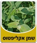 שמן אקליפטוס