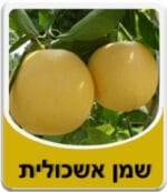 שמן אשכולית - Citrus paradisi