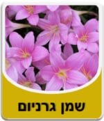 שמן גרניום - Pelargonium graveolens