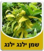 שמן ילנג ילנג