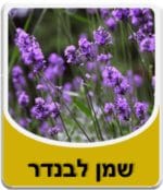 שמן לבנדר - Lavandula angustifolia