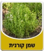 שמן קורנית - שמן טימין - Thyme Essential Oil