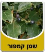 שמן קמפור - Camphor Essential Oil