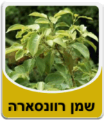 שמן רוונסארה - Ravensara Essential Oil