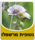 שורש מרשמלו (נטופית) אורגנית 50 גרם